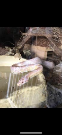 Image 5 of 5 year old Snow corn snake