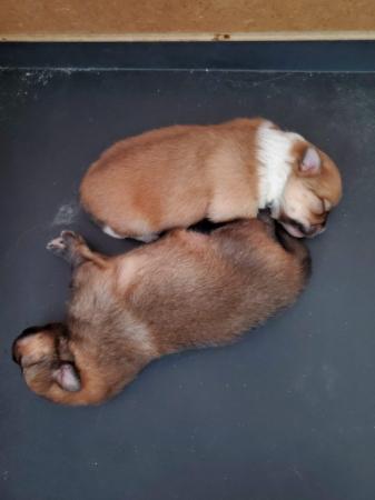 Image 8 of pomeranian puppys 3 week old