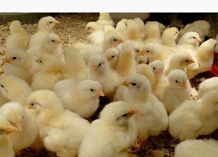 Image 2 of COBB day old CHICKS FOR SALE **READY NOW** SPECIAL OFFER