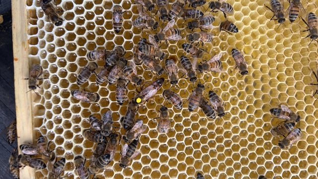 Image 17 of Overwintered Bee Nucs on five frames