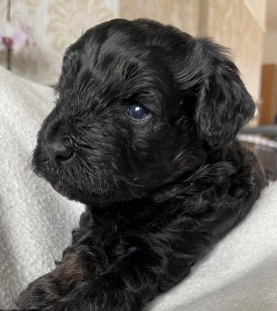 Image 4 of 1 cavapoo boy puppy looking for his forever home