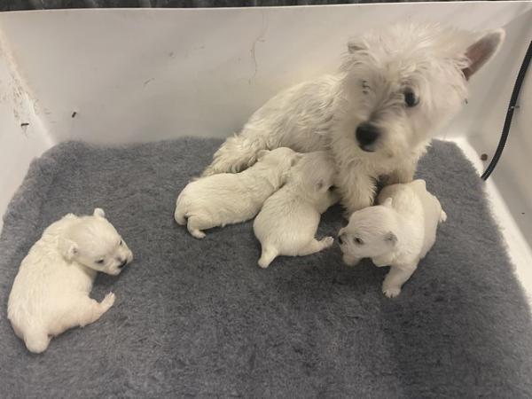 Image 2 of Ready NOW West highland white terrier KC reg