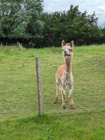 Image 2 of 5 year old Huacaya male alpaca for sale