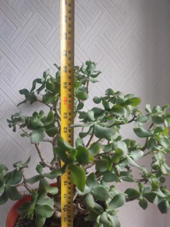 Image 1 of Large Ripple Jade Money Plant Crassula