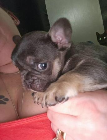 Image 10 of French bulldog 5 weeks Ready from 8 weeks pending vet check
