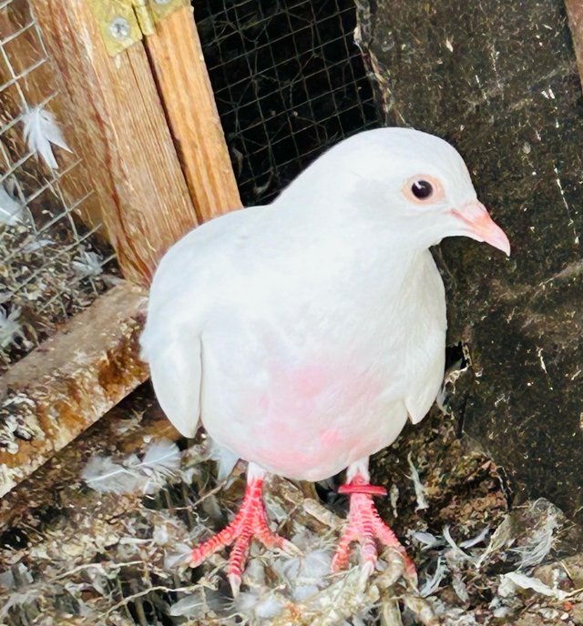 High flyer pigeon Indian breed malvi — photo 4 of 4