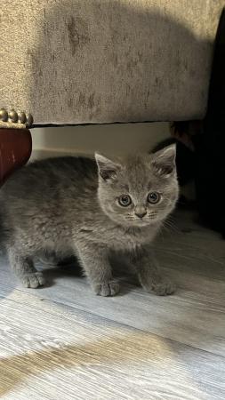 Image 4 of Outstanding British blue shorthair
