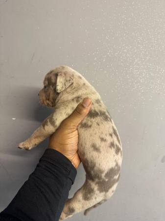 Image 5 of ABKC GHOST TRI CHAMPAGNE MERLE POCKET BULLY