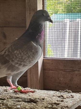 Image 2 of Racing pigeons for sale good birds