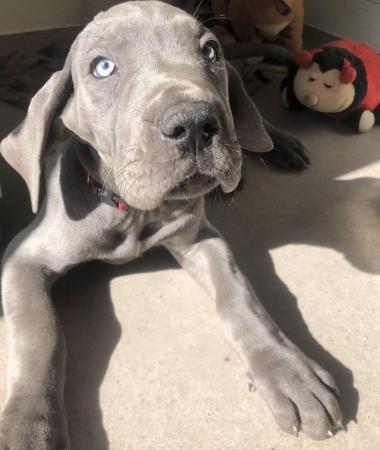Image 13 of READY NOW! 12 x Healthy Chunky Solid Blue Great Dane Puppies