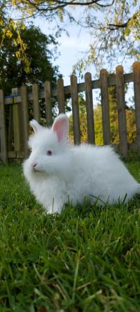 Image 6 of REDUCED PRICE!  2 full faced English Angora bucks for sale