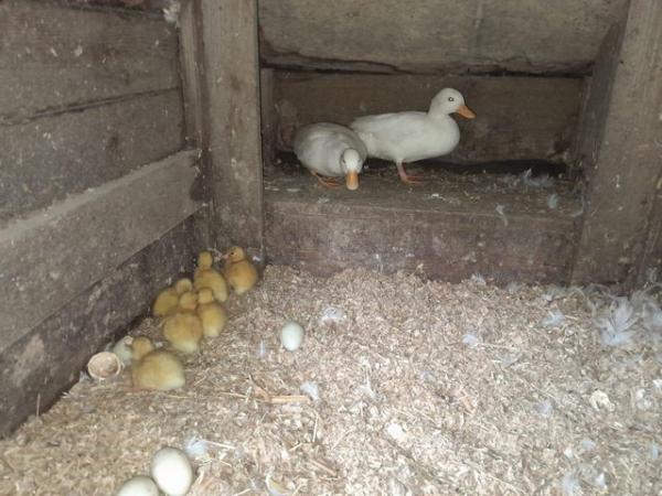Image 3 of Family of 8 white Call Ducks for sale