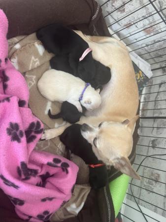 Image 2 of 5 chihuahua puppies ready to leave now!
