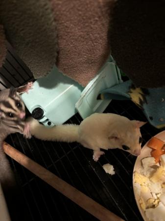 Image 12 of Two sugar gliders plus full set up