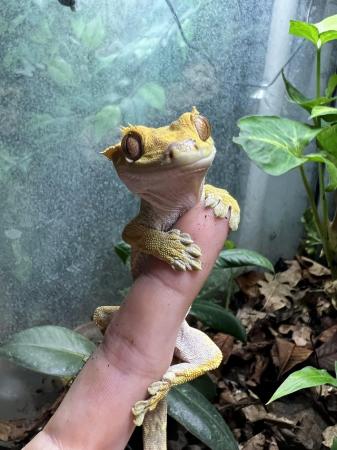 Image 6 of 3 year old crested gecko in need of a new home asap