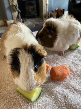 Image 2 of Beautiful Guinea Pigs looking for a five star home
