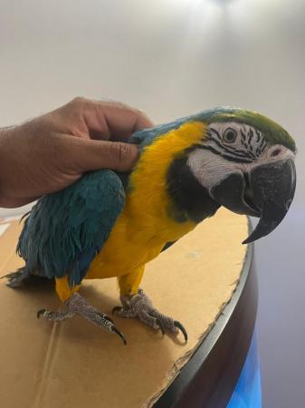 Image 6 of Handreared Super Tame Cuddly Friendly Talking Macaw Parrot