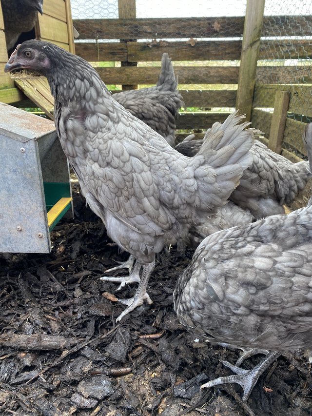 Preview of the first image of Bluebell Hybrid Hens Point of Lay.