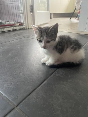 Image 1 of 9 week old kittens for sale