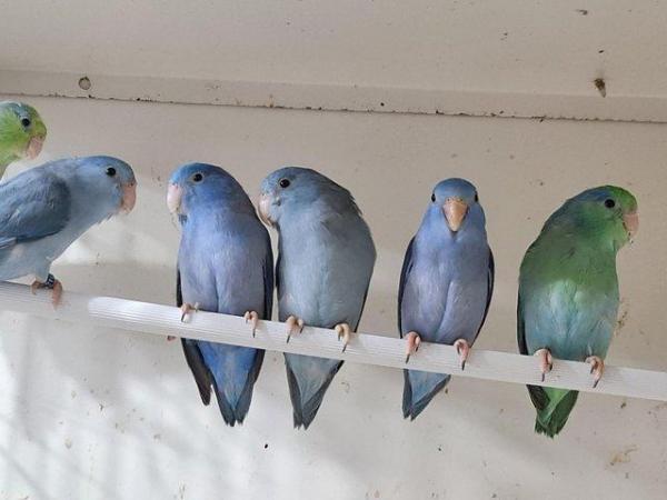Image 9 of Baby celestial parrotlets ready for new homes