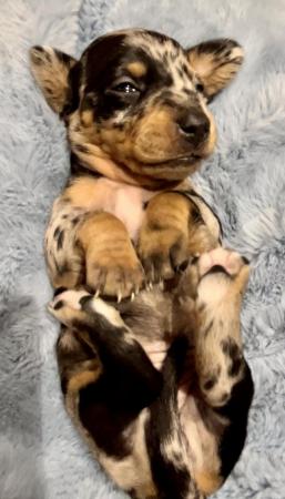 Image 1 of Mini dachshund puppies silver blue dapples black tan
