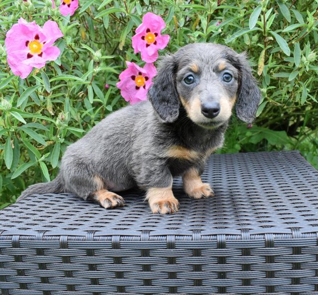 Preview of the first image of **Beautiful miniture long hair Dachshund pup**.