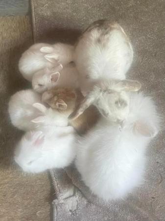 Image 5 of Stunning Lionhead and Mini Lop Baby Rabbits Kits Bunnies