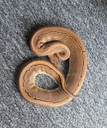 Image 1 of Adult female royal pythons