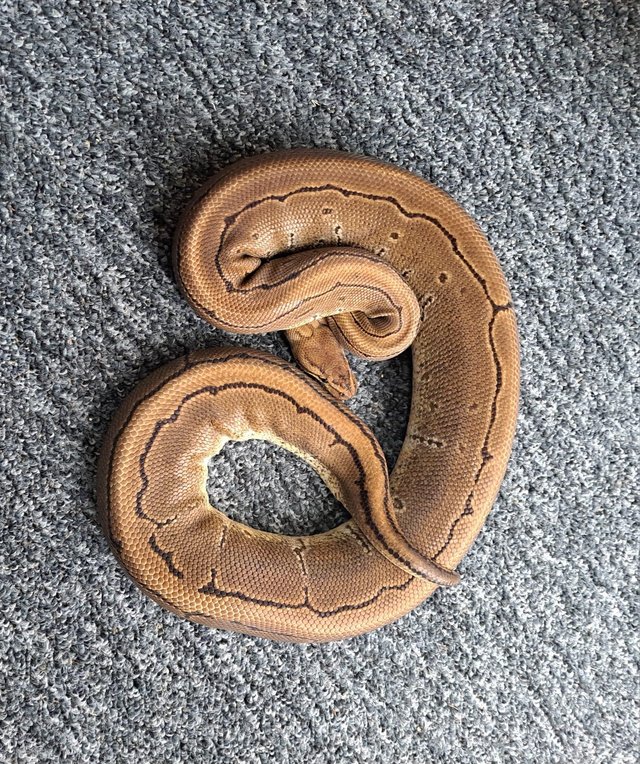 Preview of the first image of Adult female royal pythons.