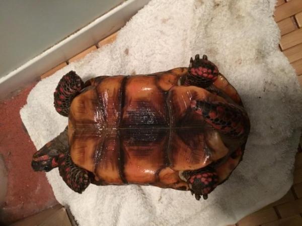 Image 2 of 2 male redfoot tortoises for sale