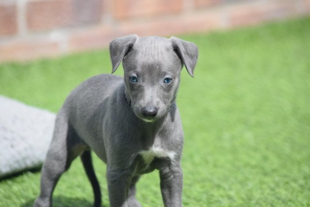 Image 13 of Stunning KC Whippet Pups For Sale