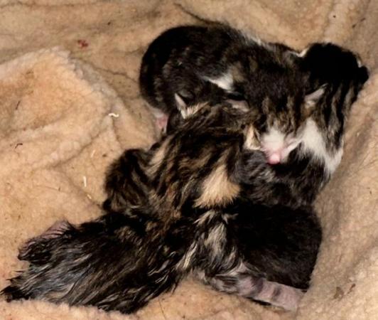 Image 1 of Polydactyl Tabby and Tabby and white Kittens