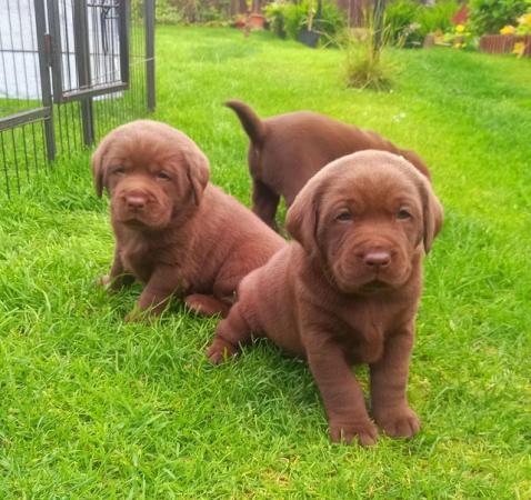 Image 10 of KC Chocolate Labradors Puppies