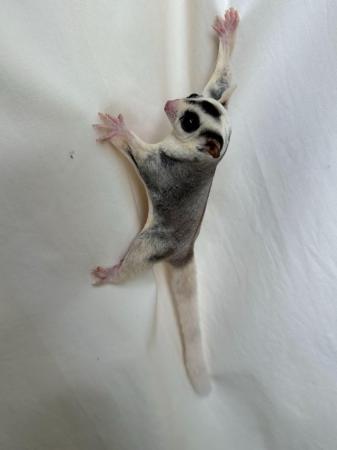 Image 5 of TWO BEAUTIFUL MOSAIC SUGAR GLIDERS – BROTHERS
