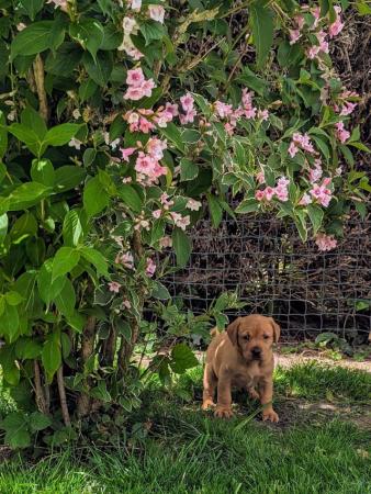 Image 8 of Ready now chunky fox red labrador puppies ready end may