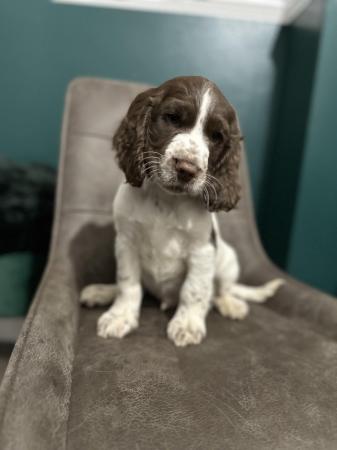 Image 4 of beautiful cocker spanielready now 1 boy left ready now