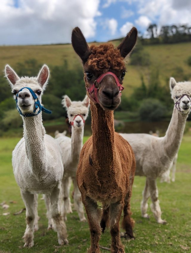 Preview of the first image of Female Alpacas for sale- From £350.