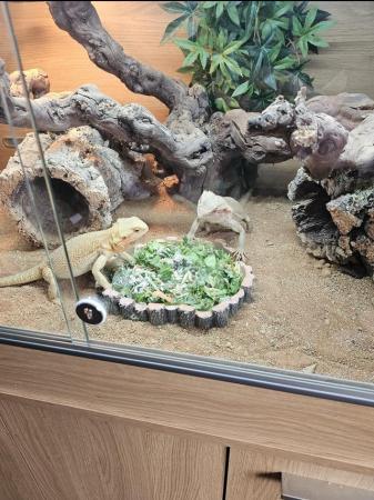 Image 5 of Bearded dragons with full setup