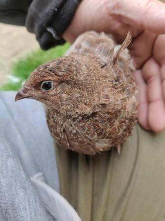 Image 3 of Celadon Quail (1 day old to POL)
