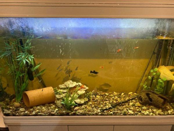 Image 3 of Large fish tank and fish for sale