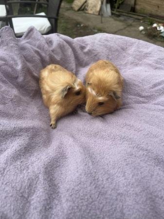 Image 2 of Pair of Baby Guinea pigs ready now..