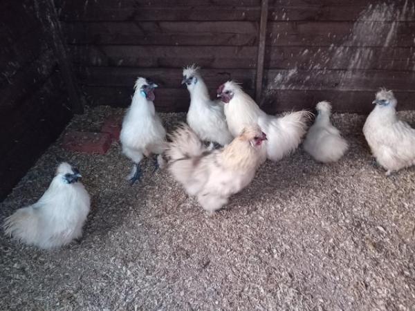 Image 1 of For Sale Pure Bred Blue cheek white Silkies all Cockrels