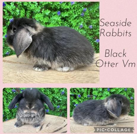 Image 5 of Stunning mini lops available to reserve