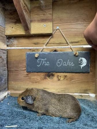 Image 1 of Sow guinea pigs stoke on trent