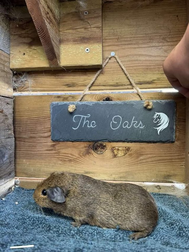 Preview of the first image of Sow guinea pigs stoke on trent.