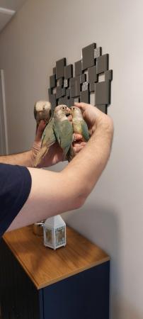 Image 5 of Handreared Tamed lovely Conures