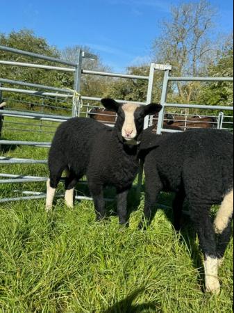 Image 5 of Zwartbles ewe lambs looking for new homes when ready in June