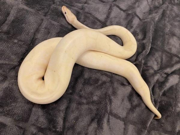 Image 4 of Gorgeous 2 year old royal python female