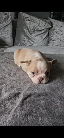 Image 2 of 9 week old beautiful French bulldog puppies 7 available