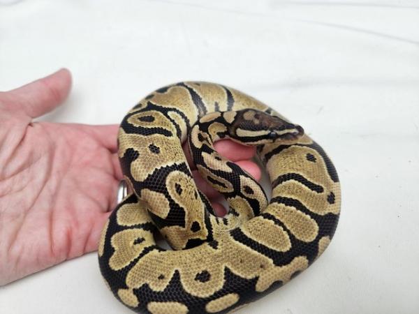 Image 2 of Fire Royal Python Het VPI AXANTHIC pos het Ghost